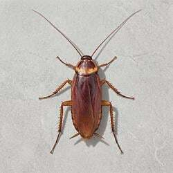 cockroach COCKROACH