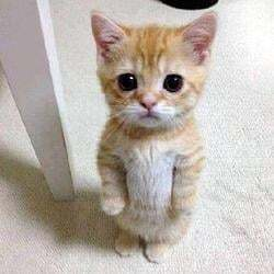 El Gato GATO