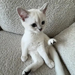 Mimi MIMI