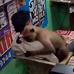 Monkey Hug HUG