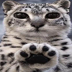 paws at you PAWS