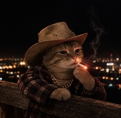 texas cat TEXCAT